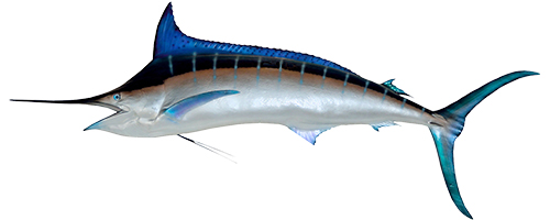 Blue Marlin (Aʻu B)