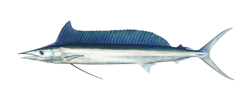 Spearfish (Hebi)