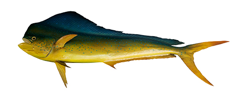 Dorado (Mahimahi)