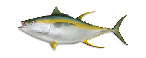 Yellowfin Tuna (Ahi)