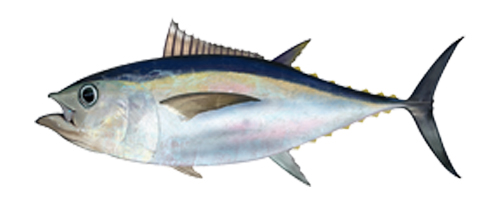 Bigeye Tuna (Mebachi)