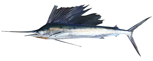 Sailfish (Aʻu S)