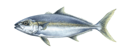 Amberjack (Kahala)