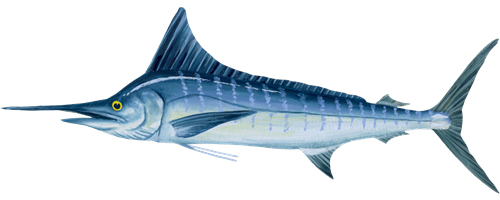 Striped Marlin (Nairagi)