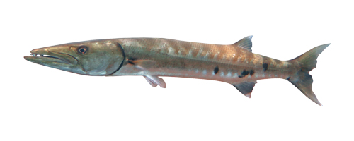 Barracuda (Kaku)